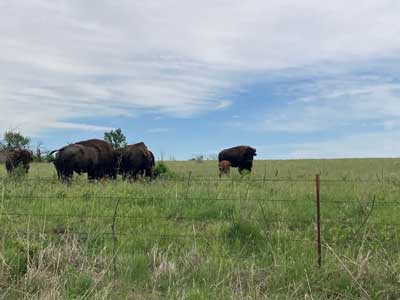Buffalo near Kansas studio